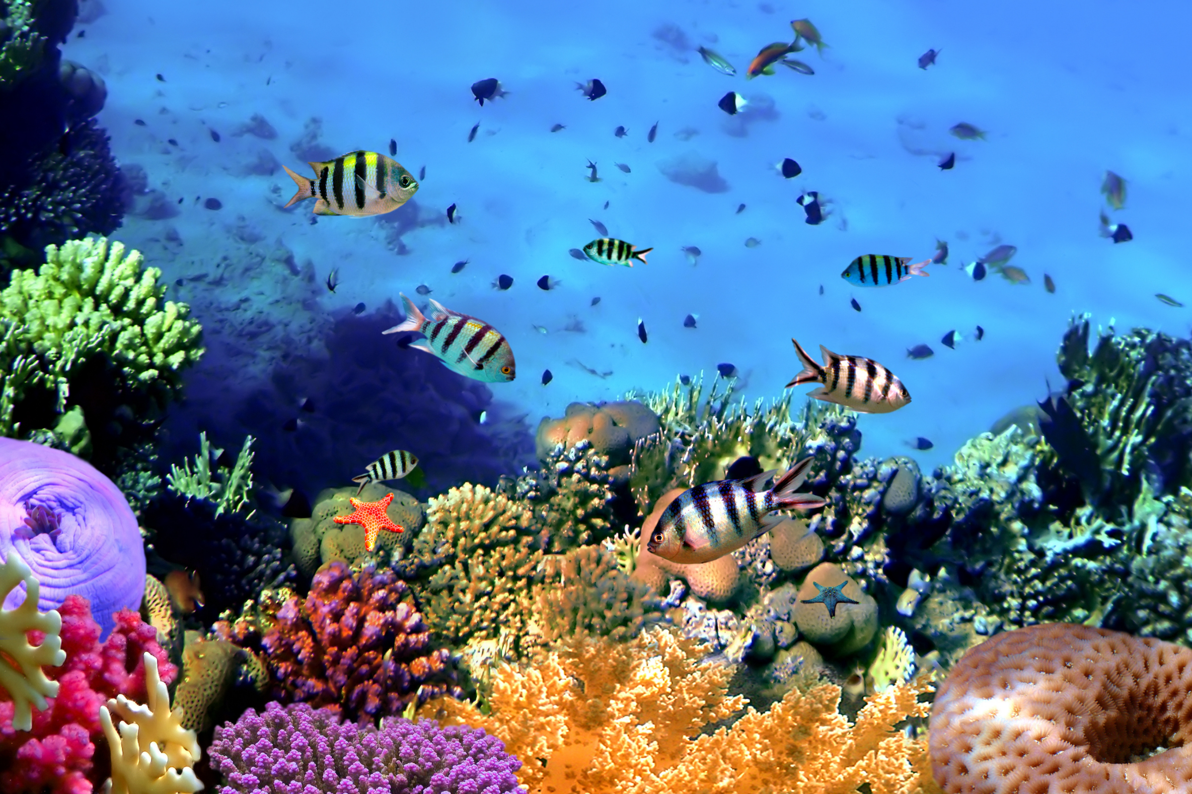 misali island (4).webp